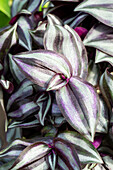 Tradescantia zebrina, violett