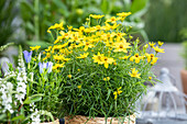 Coreopsis verticillata