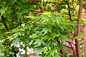 Acer palmatum 'Sangokaku'