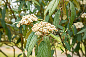 Viburnum rhytidophyllum