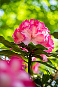 Rhododendron, pink-white