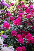 Rhododendron, pink