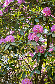 Rhododendron catawbiense, pink