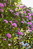 Rhododendron catawbiense, pink