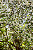 Rhododendron, white