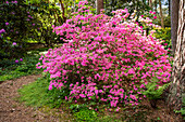 Rhododendron obtusum, pink