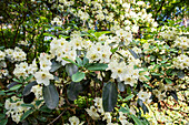 Rhododendron, cremeweiß