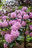 Rhododendron, pink