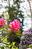 Rhododendron, pink