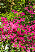 Rhododendron obtusum, pink