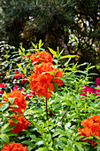 Rhododendron luteum, orange