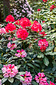 Rhododendron, red