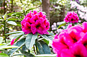 Rhododendron, pink