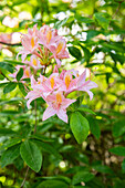 Rhododendron periclymenoides