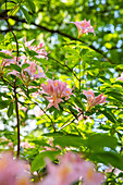 Rhododendron periclymenoides