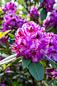 Rhododendron 'Bariton'