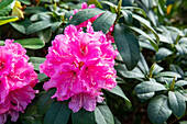 Rhododendron 'Ann Lindsay'