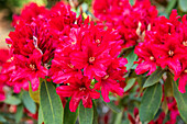 Rhododendron, red