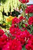 Rhododendron, red