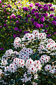 Rhododendron, weiß