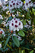 Rhododendron