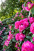 Rhododendron, pink