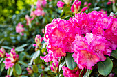 Rhododendron, pink