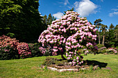 Rhododendron-Solitär