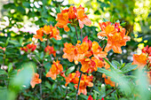 Rhododendron luteum, orange