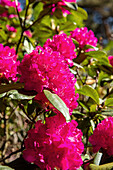 Rhododendron, pink