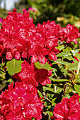 Rhododendron, red