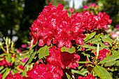 Rhododendron, red