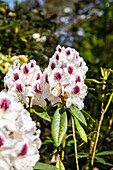 Rhododendron 'Maroon Sappho'