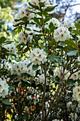 Rhododendron 'Breslau'