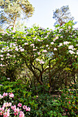 old rhododendron