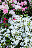 Rhododendron obtusum, white