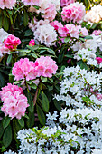 Rhododendron