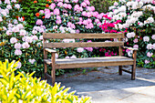 Bench in front of rhododendrons
