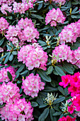 Rhododendron, pink and white