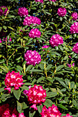 Rhododendron, pink