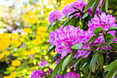 Rhododendron, purple