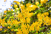 Rhododendron luteum, yellow