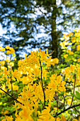 Rhododendron luteum, yellow