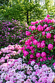 Rhododendron Hybride (large-flowered)