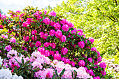 Rhododendron, pink