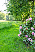 Rhododendron