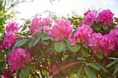 Rhododendron, pink