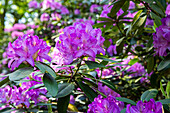 Rhododendron, lila