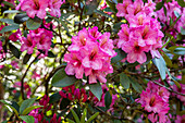 Rhododendron, pink