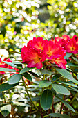Rhododendron, red-yellow